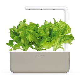 Zöld saláta növénykapszula 3 db